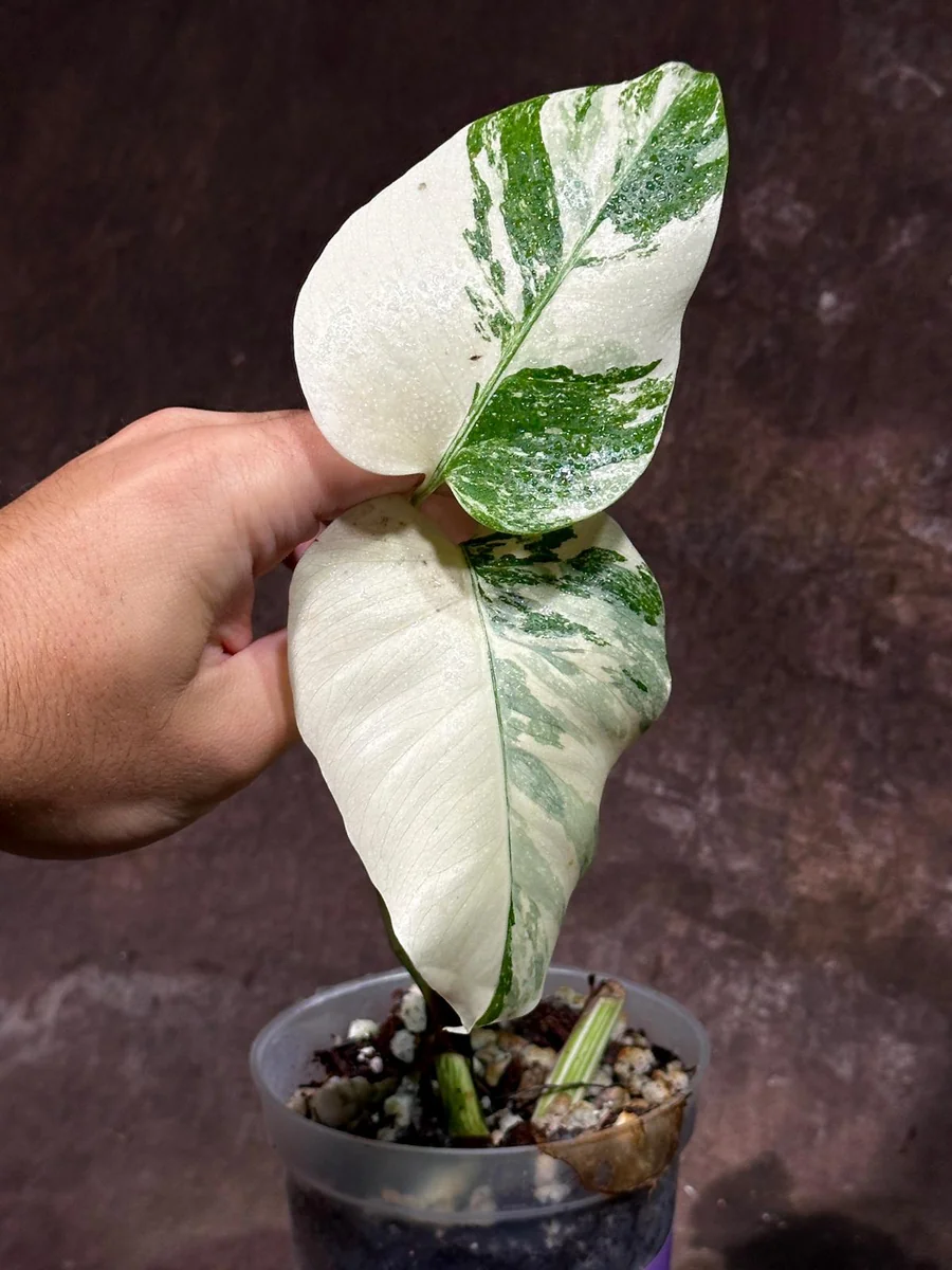 Variegated Monstera Albo Live Plant - Rare Indoor White Borsigiana Houseplant - Image 3