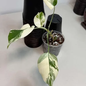 Variegated Monstera Albo Live Plant - Rare Indoor White Borsigiana Houseplant - Image 3