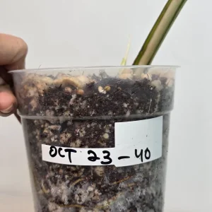 Variegated Monstera Albo Live Plant - Rare Indoor White Monstera Borsigiana - Image 4