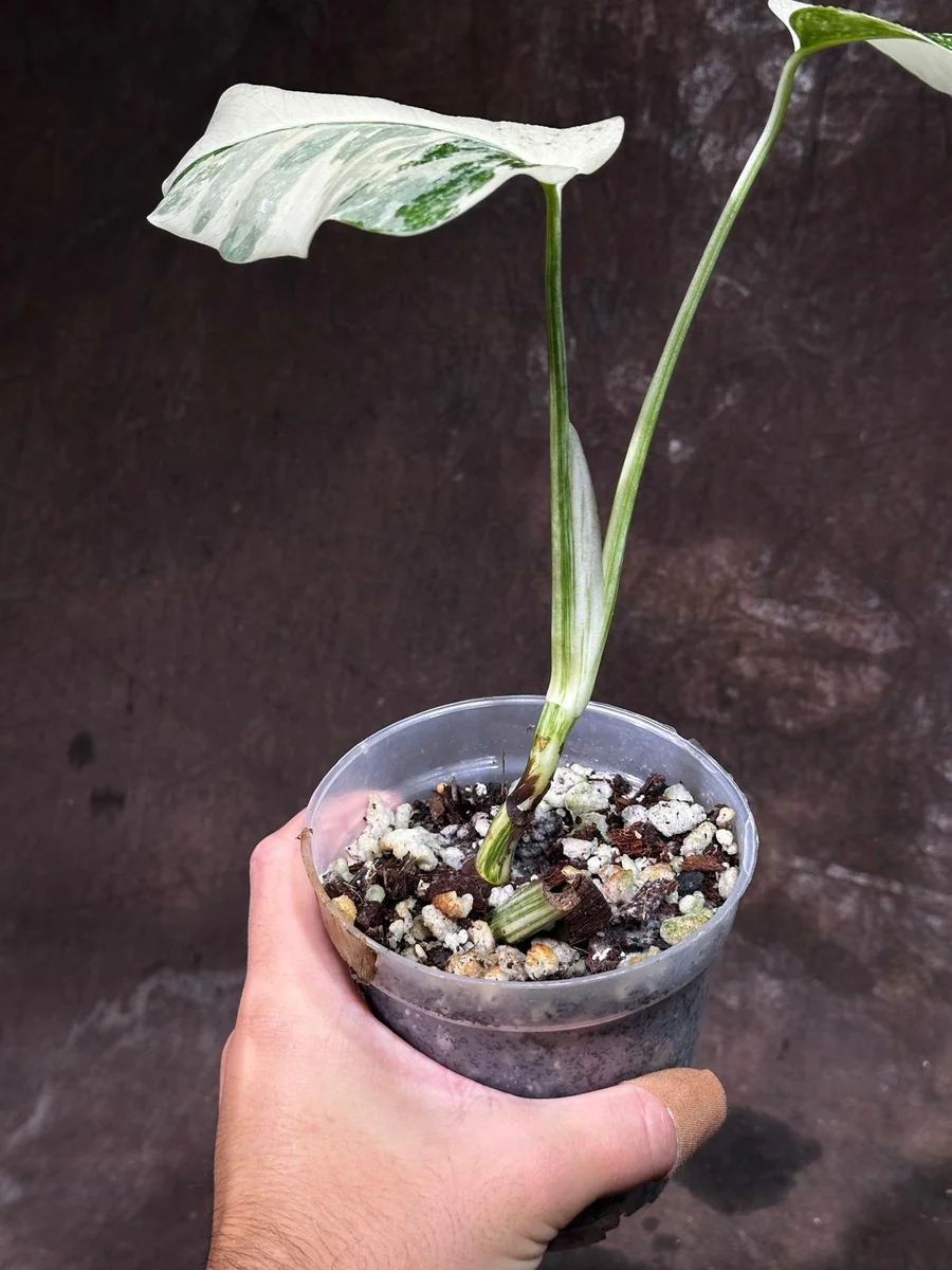 Variegated Monstera Albo Live Plant - Rare Indoor White Borsigiana Houseplant - Image 4