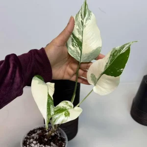 Variegated Monstera Albo Live Plant - Rare Indoor White Borsigiana Houseplant - Image 4