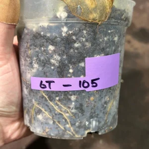 Variegated Monstera Albo Live Plant - Rare Indoor White Borsigiana Houseplant - Image 5