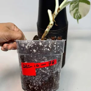 Variegated Monstera Albo Live Plant - Rare Indoor White Borsigiana Houseplant - Image 5