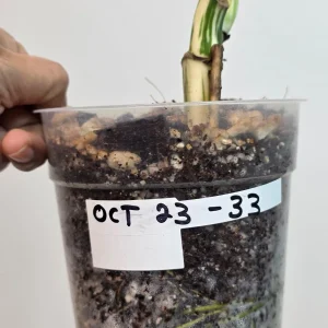 Variegated Monstera Albo Live Plant - Rare Indoor White Borsigiana - Image 6