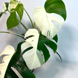 Variegated Monstera Albo Live Plant – Rare White Borsigiana Potted Houseplant – Large Form Indoor - Image 2