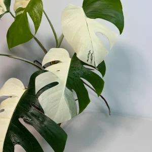Variegated Monstera Albo Live Plant – Rare White Borsigiana Potted Houseplant – Large Form Indoor - Image 6