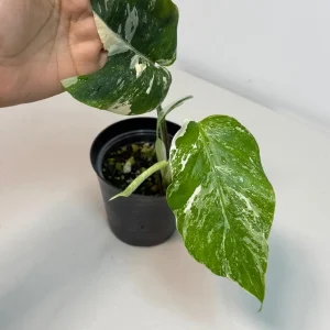 Variegated Monstera Albo Live Plant - Rare White & Green Indoor Houseplant - Image 2