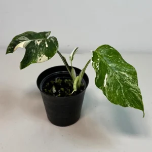 Variegated Monstera Albo Live Plant - Rare White & Green Indoor Houseplant - Image 1