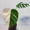 Variegated Monstera Albo Live Plant - Rare White Monstera Borsigiana Houseplant - Image 1