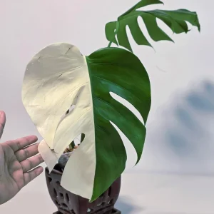 Variegated Monstera Albo Live Plant - Rare White Monstera Borsigiana Houseplant - Image 3