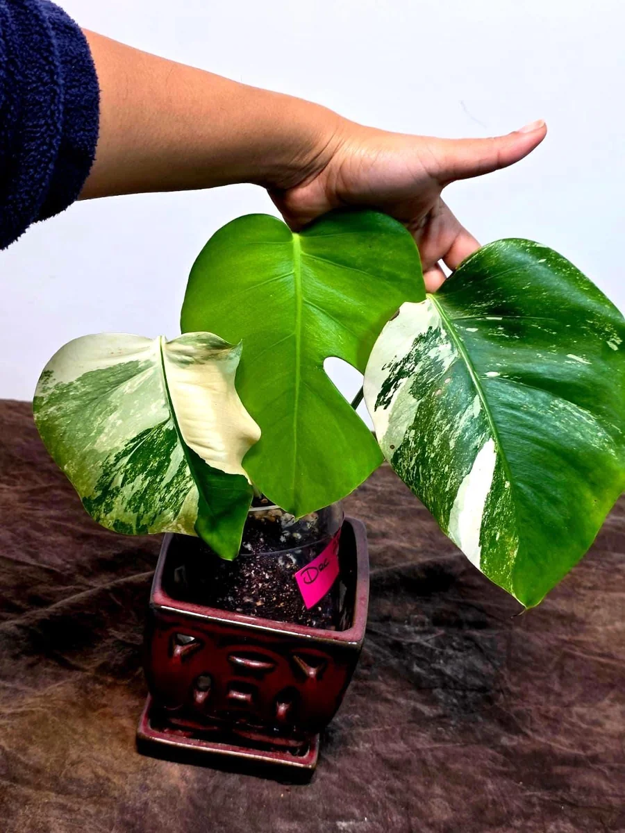 Variegated Monstera Albo Plant Live – Rare Indoor Potted Houseplant - Image 2