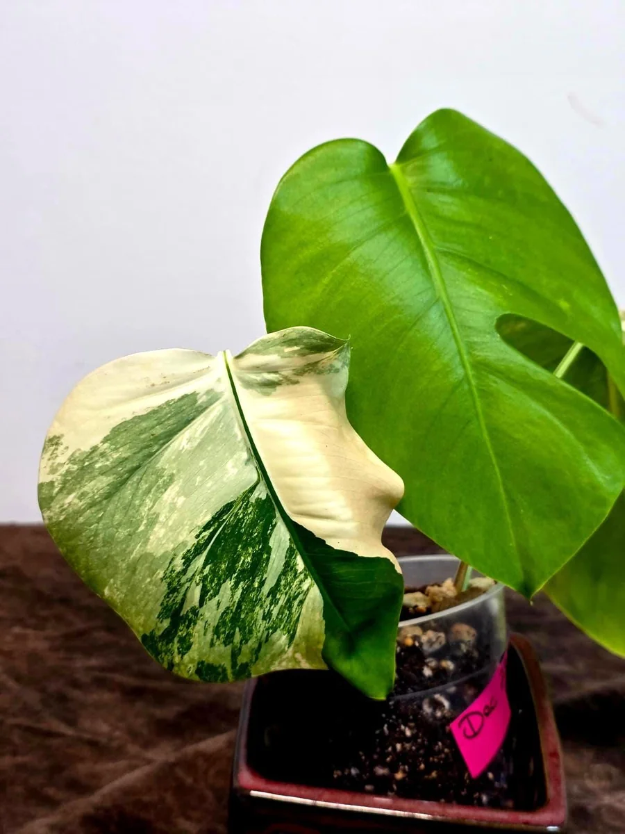 Variegated Monstera Albo Plant Live – Rare Indoor Potted Houseplant - Image 3
