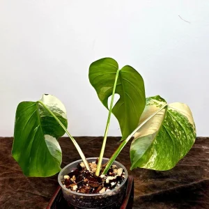 Variegated Monstera Albo Plant Live – Rare Indoor Potted Houseplant - Image 4
