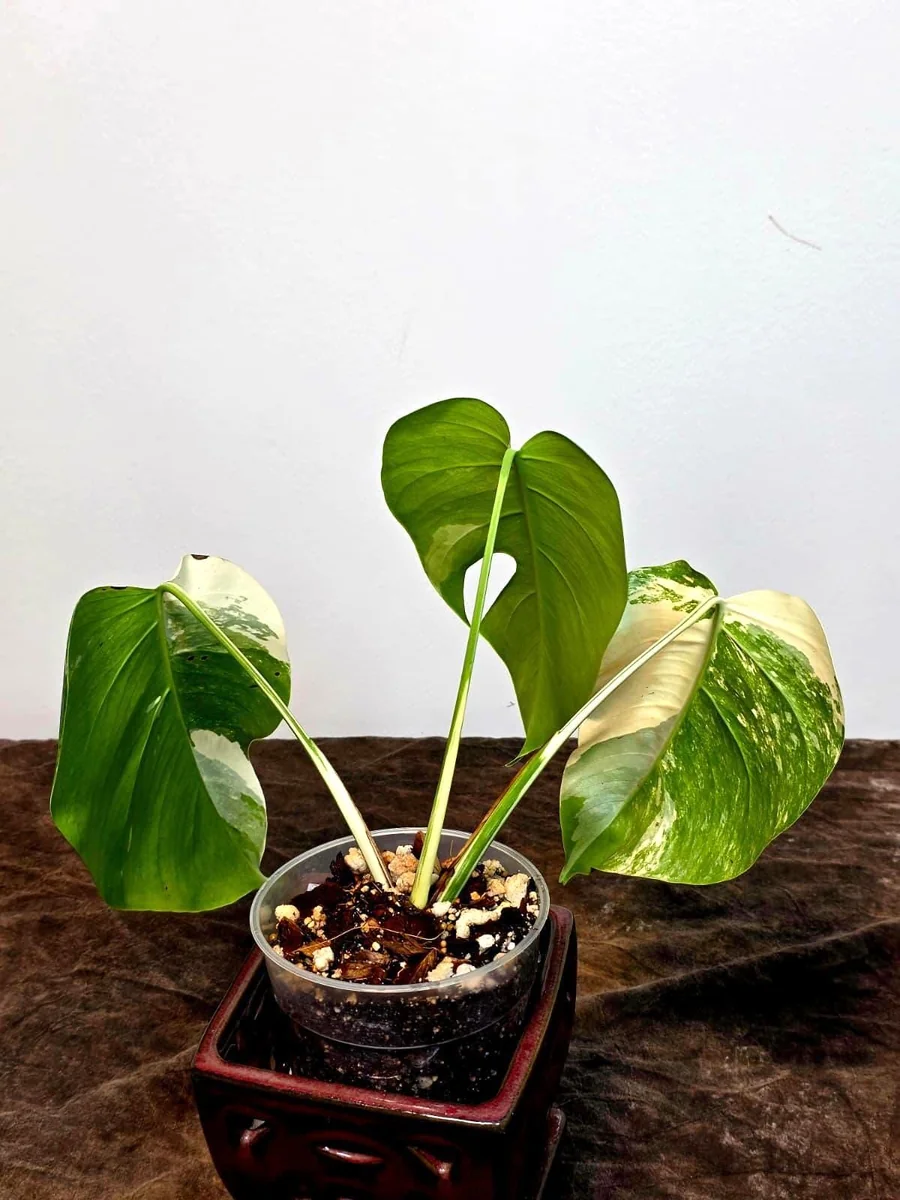 Variegated Monstera Albo Plant Live – Rare Indoor Potted Houseplant - Image 4