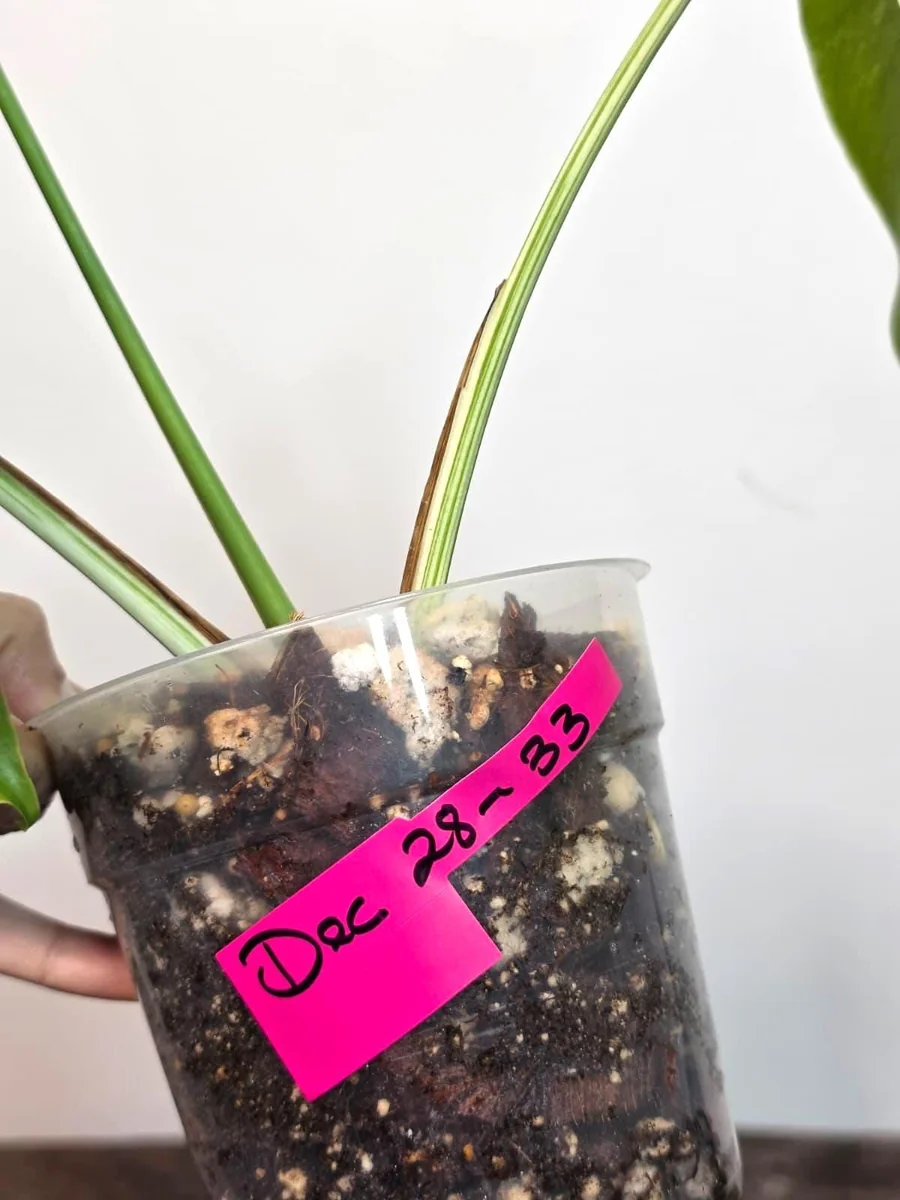 Variegated Monstera Albo Plant Live – Rare Indoor Potted Houseplant - Image 5