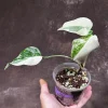 Variegated Monstera Albo Plant - Rare Indoor Houseplant - White Borsigiana Albo - Image 1