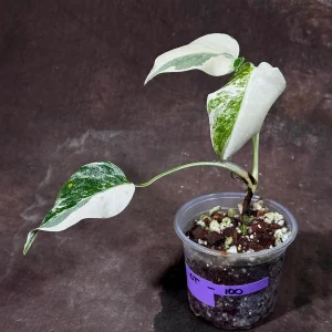 Variegated Monstera Albo Plant - Rare Indoor Houseplant - White Borsigiana Albo - Image 2