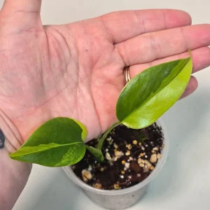 Variegated Monstera Aurea Borsigiana Live Plant - Rare Potted Houseplant - Image 2