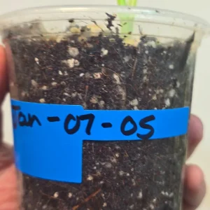 Variegated Monstera Aurea Borsigiana Live Plant - Rare Potted Houseplant - Image 3