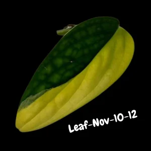 Variegated Monstera Peru Live Plant - Rare Aroid Houseplant - Tropical Indoor Foliage - Image 2