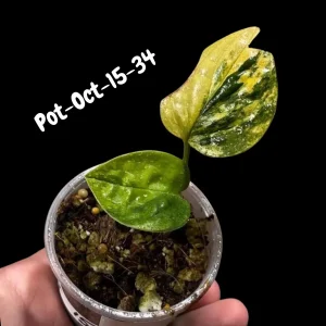 Variegated Monstera Peru Live Plant - Rare Aroid Houseplant - Tropical Indoor Foliage - Image 7