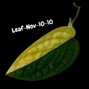 Variegated Monstera Peru Live Plant - Rare Aroid Houseplant - Tropical Indoor Foliage - Image 8