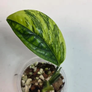 Variegated Monstera Peru Live Plant – Rare Aroid – Marbled Foliage – Indoor Houseplant - Image 1