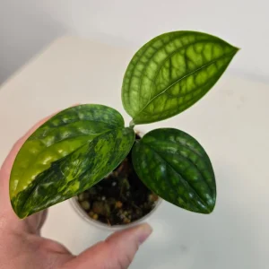 Variegated Monstera Peru Live Plant - Rare Collector Houseplant in Nursery Pot - Image 2