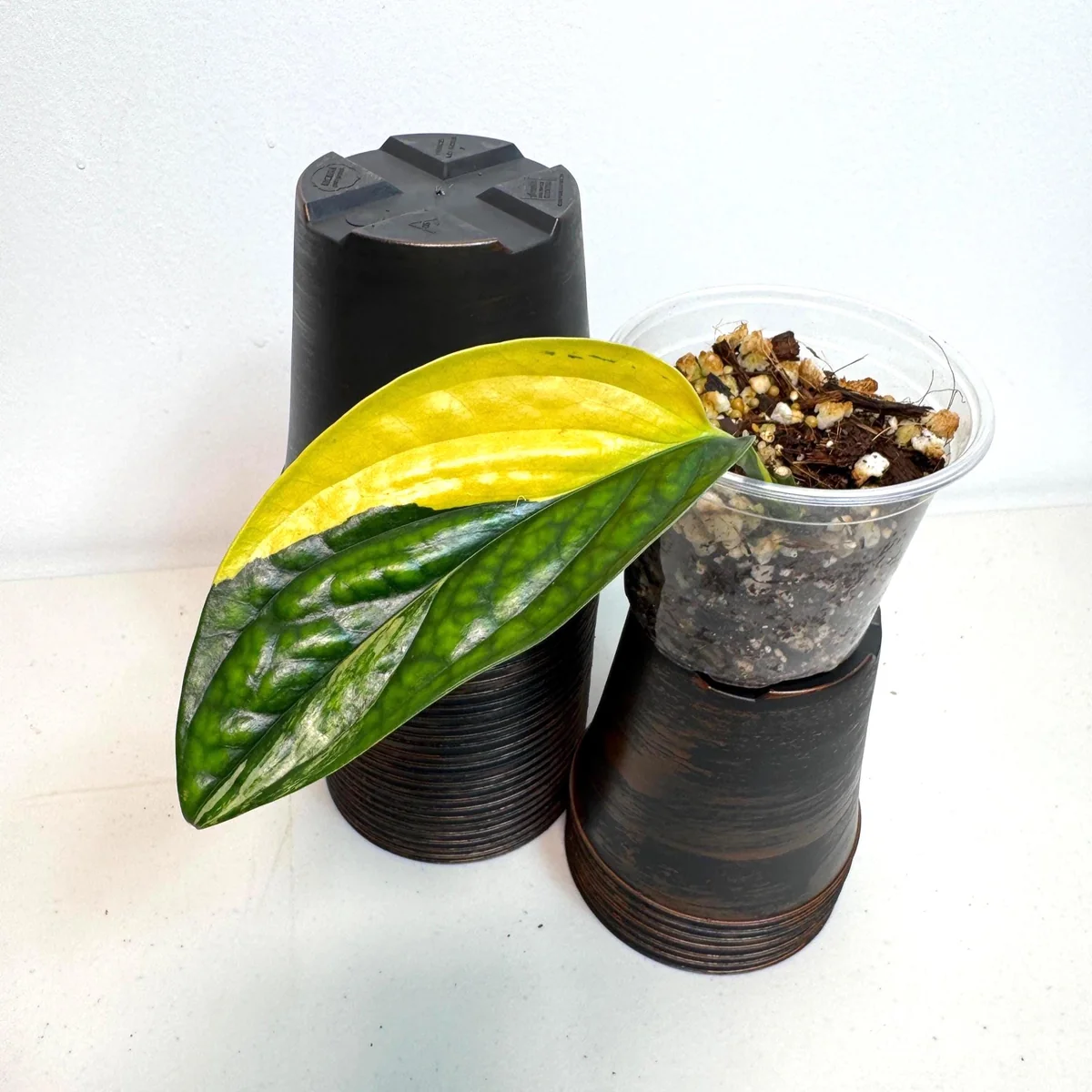 Variegated Monstera Peru Live Plant - Rare Collector Houseplant in Nursery Pot - Image 2