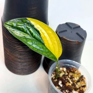 Variegated Monstera Peru Live Plant - Rare Collector Houseplant in Nursery Pot - Image 1