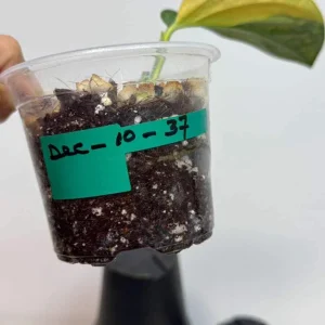 Variegated Monstera Peru Live Plant - Rare Collector Houseplant in Nursery Pot - Image 4