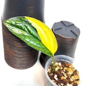 Variegated Monstera Peru Live Plant - Rare Collector Houseplant in Nursery Pot - Image 1