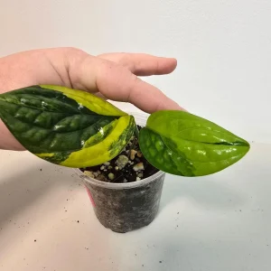 Variegated Monstera Peru Live Plant – Rare Indoor Houseplant – Collector's Plant - Image 2