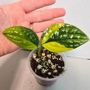 Variegated Monstera Peru Live Plant – Rare Indoor Houseplant – Collector's Plant - Image 1