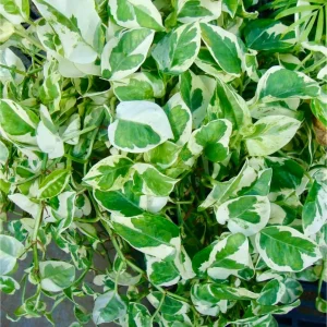 Variegated N'Joy Pothos Live Plant - Easy Care Houseplant, 3-4 inch Nursery Pot, Indoor - Image 4