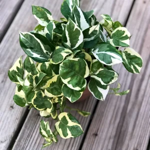 Variegated N'Joy Pothos Live Plant - Easy Care Houseplant, 3-4 inch Nursery Pot, Indoor - Image 5