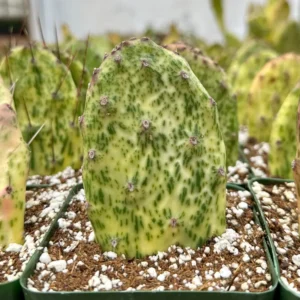 Variegated Opuntia Sunburst Cactus Live Plant - Rare Prickly Pear in 3