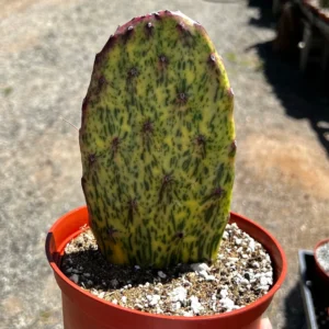 Variegated Opuntia Sunburst Cactus Live Plant - Rare Prickly Pear in 3