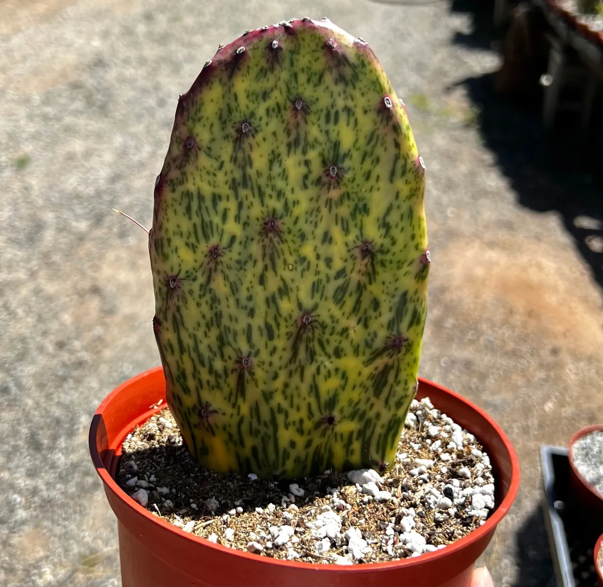 Variegated Opuntia Sunburst Cactus Live Plant - Rare Prickly Pear in 3" or 6" Pot - Image 3
