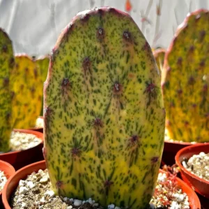 Variegated Opuntia Sunburst Cactus Live Plant - Rare Prickly Pear in 3