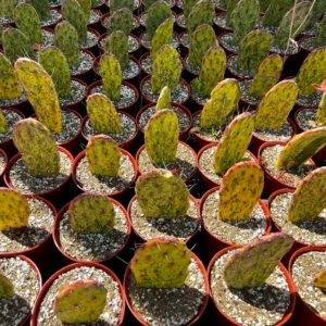 Variegated Opuntia Sunburst Cactus Live Plant - Rare Prickly Pear in 3