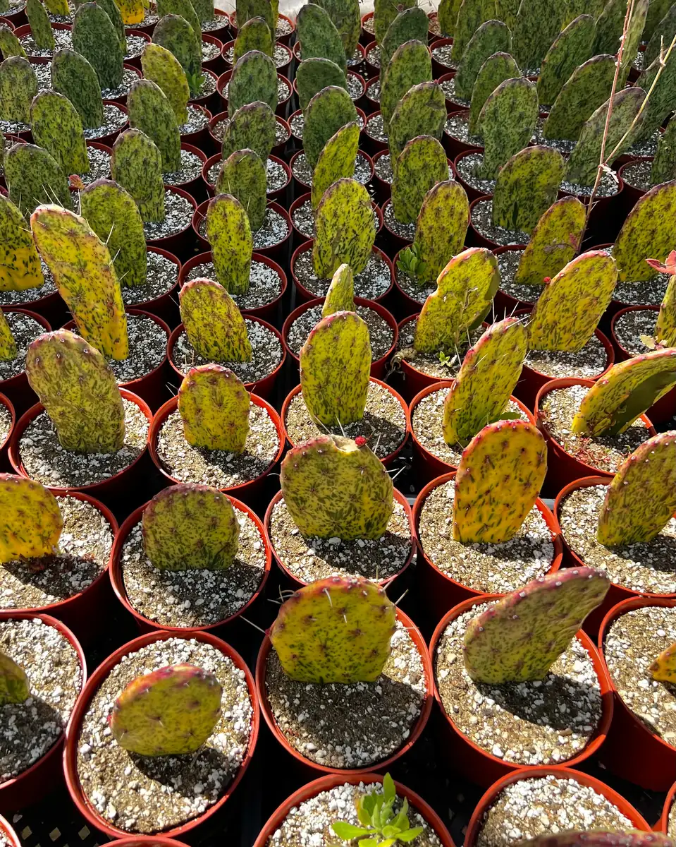 Variegated Opuntia Sunburst Cactus Live Plant - Rare Prickly Pear in 3" or 6" Pot - Image 4