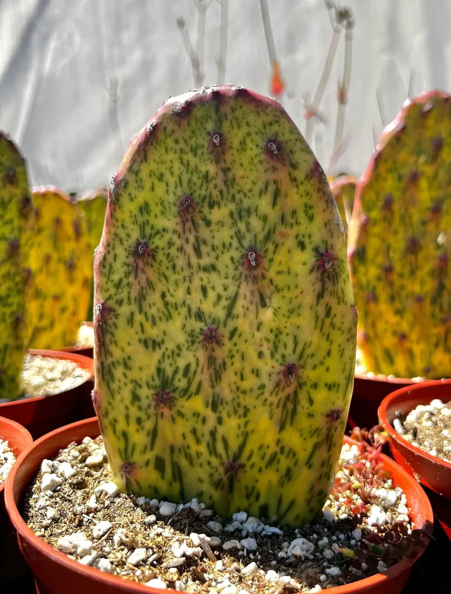 Variegated Opuntia Sunburst Cactus Live Plant - Rare Prickly Pear in 3" or 6" Pot - Image 1
