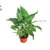 Variegated Peace Lily Domino Live Plant 4'' Pot - Spathiphyllum Indoor - Image 1