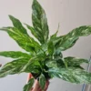 Variegated Peace Lily Domino Live Plant – Spathiphyllum – 4 inch Pot – Indoor - Image 1
