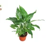 Variegated Peace Lily Domino Live Plant – Spathyphyllium – 4'' Pot – Indoor - Image 1