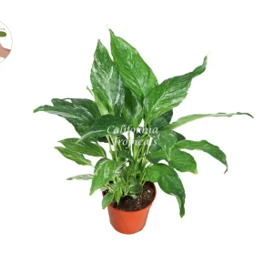 Variegated Peace Lily Domino Live Plant – Spathyphyllium – 4'' Pot – Indoor - Image 1