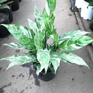 Variegated Peace Lily Domino Live Starter Plant - Indoor Houseplant - Image 1