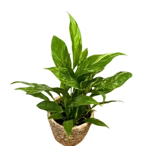 Variegated Peace Lily Live Plant - Spathiphyllum Domino - 4 inch Pot - Indoor - Image 1