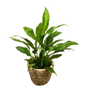 Variegated Peace Lily Live Plant - Spathiphyllum Domino - 4 inch Pot - Indoor - Image 3